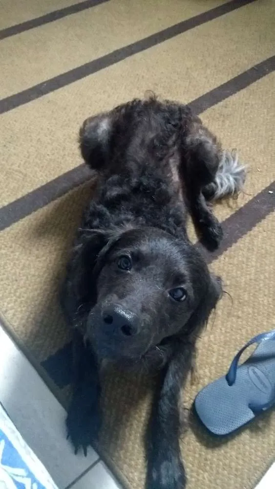 Cachorro ra a Sem Raça Definida idade 2 anos nome Apolo