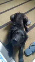 Apolo