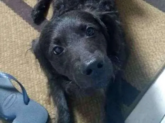Cachorro ra a Sem Raça Definida idade 2 anos nome Apolo
