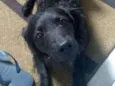 Apolo