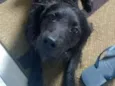 Apolo