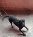 Pipoca