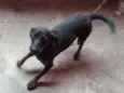 Pipoca