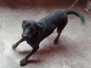 Cachorro raça Vira lata idade 1 ano nome Pipoca