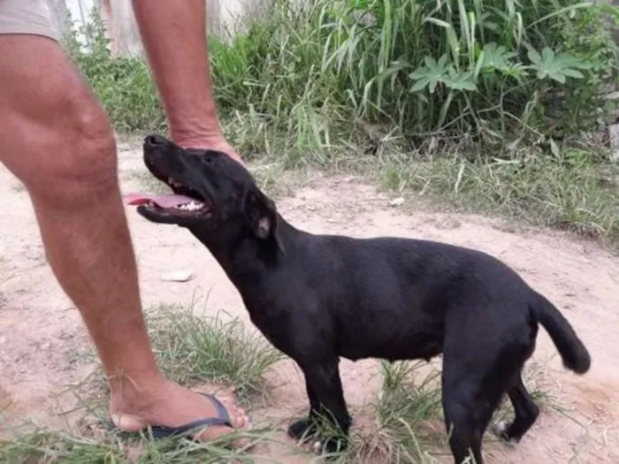 Cachorro raça Mestiço  idade 2 anos nome Sem nome