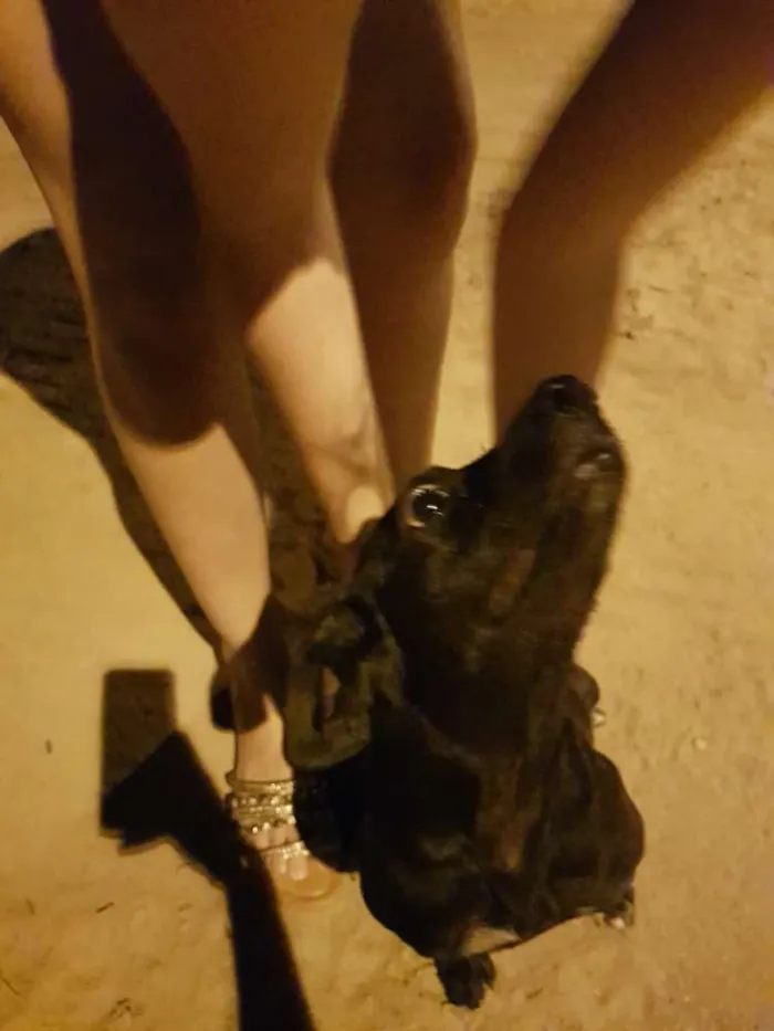 Cachorro raça Mestiço  idade 2 anos nome Sem nome