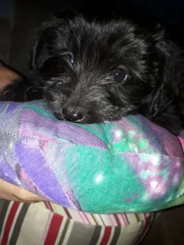 Cachorro ra a Border Collie com Vira-lata idade 2 a 6 meses nome Negão