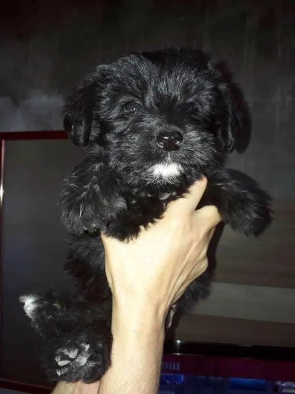 Cachorro ra a Border Collie com Vira-lata idade 2 a 6 meses nome Negão