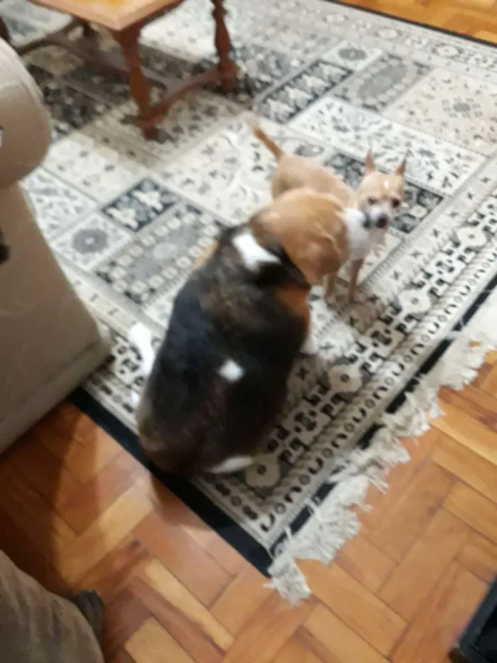 Cachorro ra a Beagle idade 5 anos nome Boris