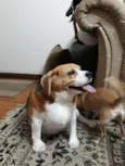 Boris