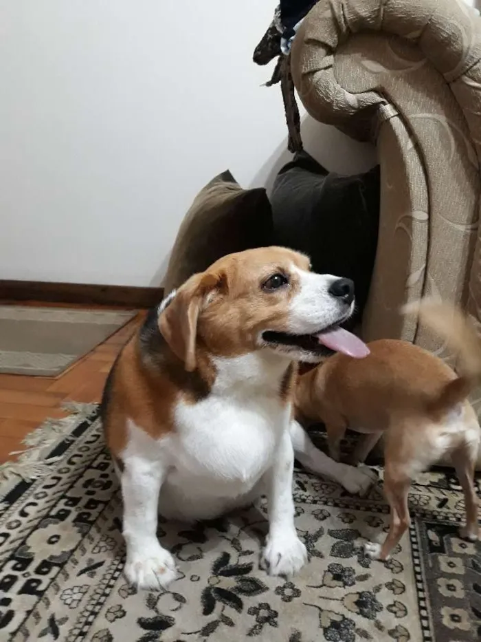 Cachorro ra a Beagle idade 5 anos nome Boris