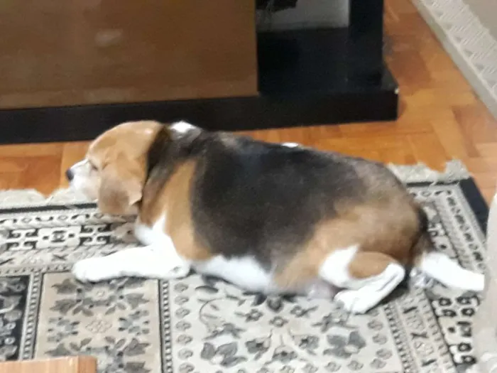 Cachorro ra a Beagle idade 5 anos nome Boris