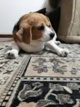 Boris