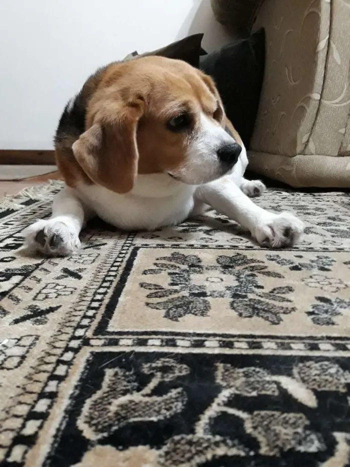 Cachorro ra a Beagle idade 5 anos nome Boris