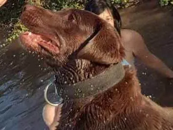 Cachorro ra a Labrador  idade 3 anos nome Digow 