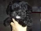 Cachorro raça Border Collie com Vira-lata idade 2 a 6 meses nome Negão