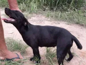 Cachorro raça Mestiço  idade 2 anos nome Sem nome