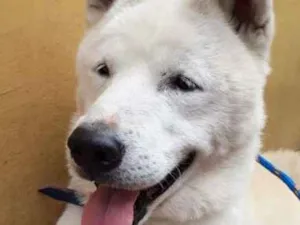 Cachorro raça  idade 3 anos nome Não tem