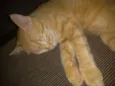 Mel