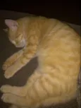 Mel