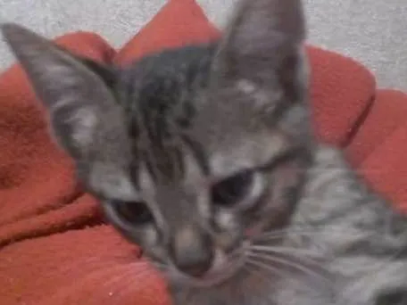 Gato ra a vira lata idade 2 a 6 meses nome bixano