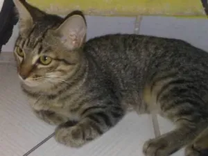Cachorro raça Vira lata idade 2 a 6 meses nome Juni