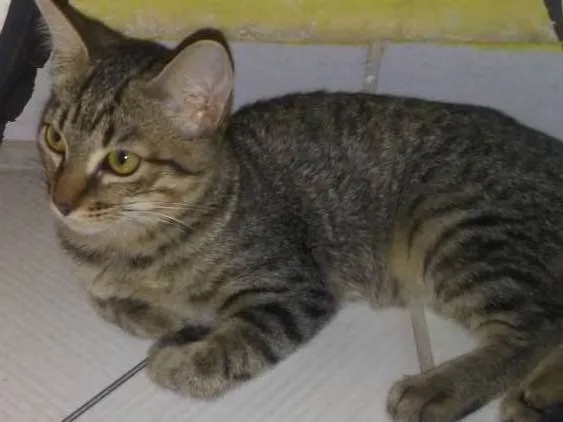 Cachorro ra a Vira lata idade 2 a 6 meses nome Juni