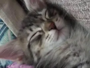 Gato raça Vira lata  idade 2 a 6 meses nome Guto