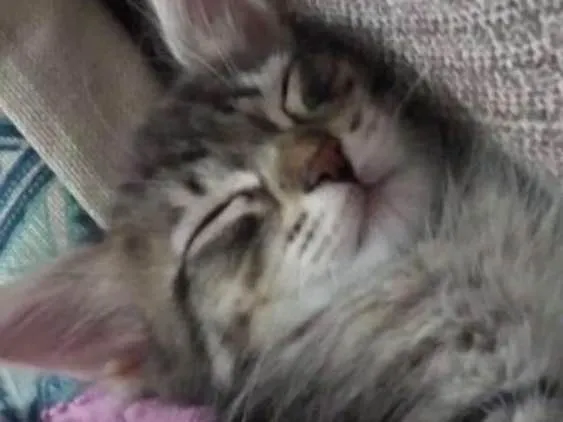 Gato ra a Vira lata  idade 2 a 6 meses nome Guto