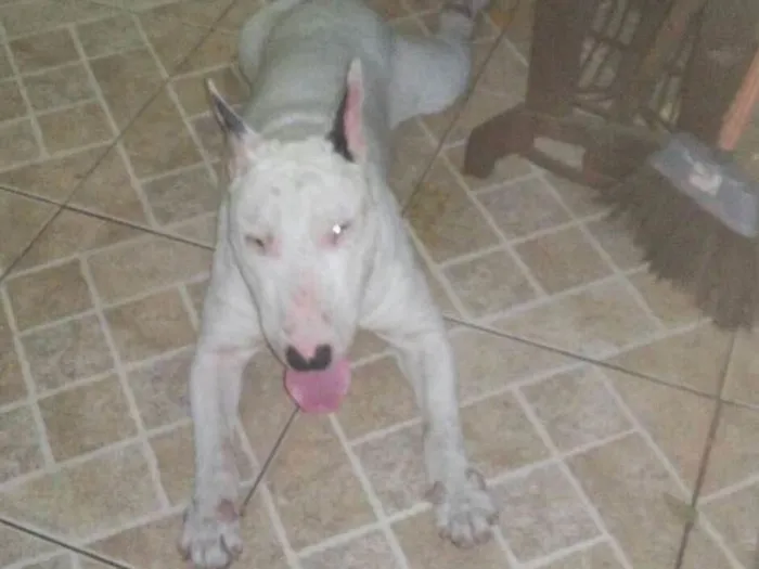 Cachorro ra a Bull terrier idade 6 ou mais anos nome Jack