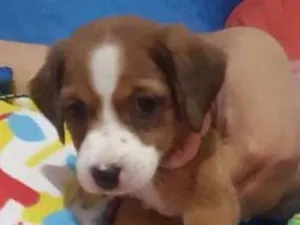 Cachorro raça Sem raça definida idade 2 a 6 meses nome Megy