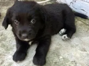 Cachorro raça Vira lata com Pitbull idade 2 a 6 meses nome Não tem nome