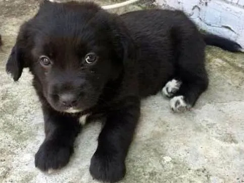 Cachorro ra a Vira lata com Pitbull idade 2 a 6 meses nome Não tem nome