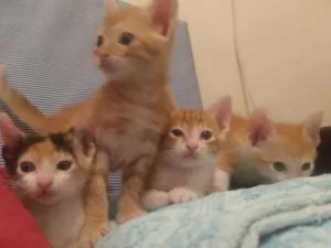 Gato raça Não tem idade Abaixo de 2 meses nome Não tem