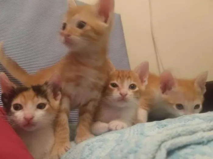 Gato ra a Não tem idade Abaixo de 2 meses nome Não tem