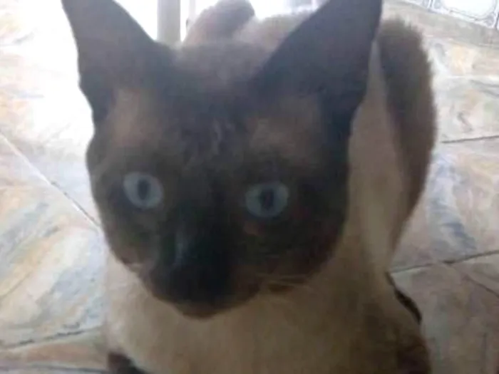 Gato ra a Siamês idade 1 ano nome Soneca