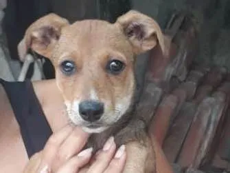 Cachorro ra a Sem raça definida idade 2 a 6 meses nome Nona