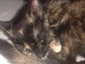 Gato raça Indefinida idade Abaixo de 2 meses nome Sem nome