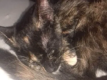 Gato raça Indefinida idade Abaixo de 2 meses nome Sem nome