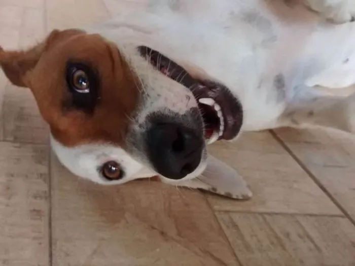 Cachorro ra a SRD idade 1 ano nome Amora