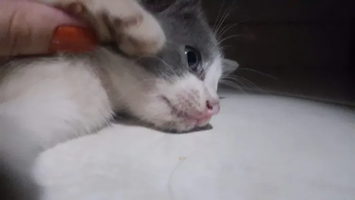 Gato ra a SRD idade Abaixo de 2 meses nome Sem Nome
