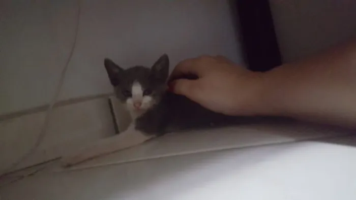 Gato ra a SRD idade Abaixo de 2 meses nome Sem Nome