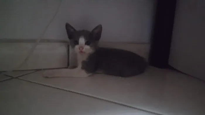 Gato ra a SRD idade Abaixo de 2 meses nome Sem Nome