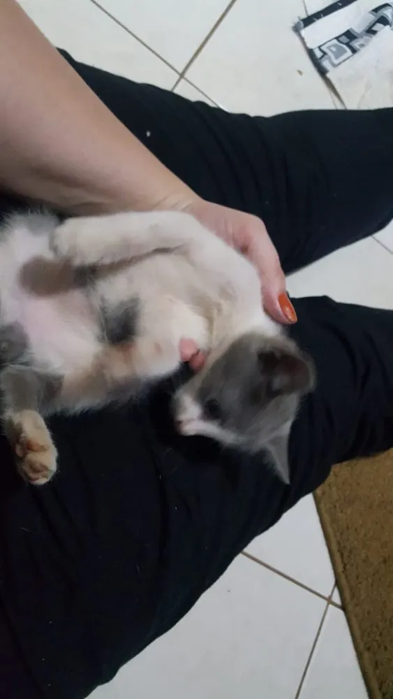 Gato ra a SRD idade Abaixo de 2 meses nome Sem Nome