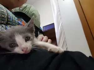 Gato raça SRD idade Abaixo de 2 meses nome Sem Nome