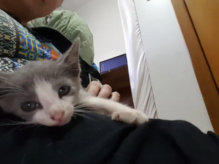 Gato ra a SRD idade Abaixo de 2 meses nome Sem Nome