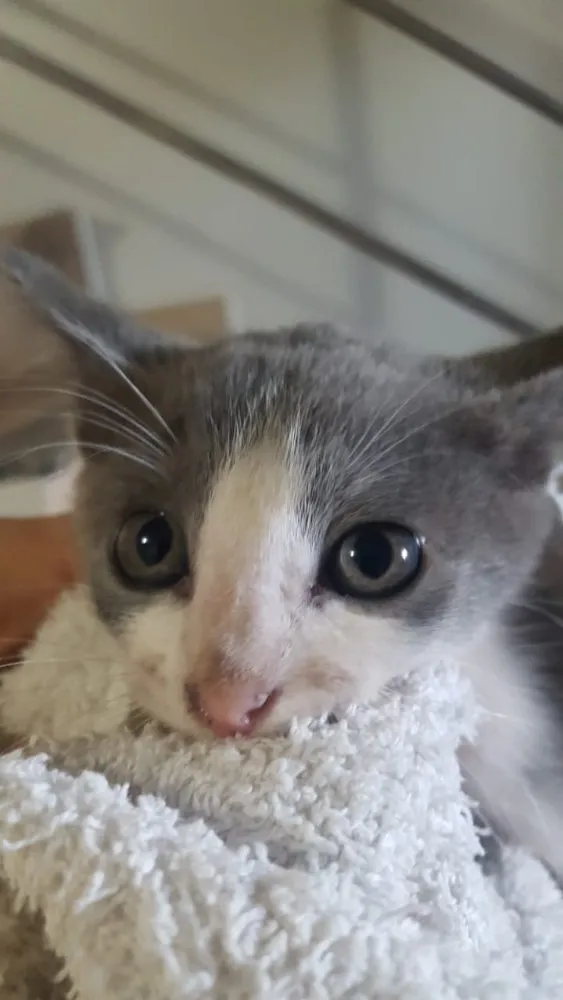 Gato ra a SRD idade Abaixo de 2 meses nome Sem Nome
