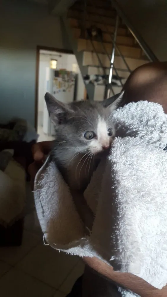 Gato ra a SRD idade Abaixo de 2 meses nome Sem Nome