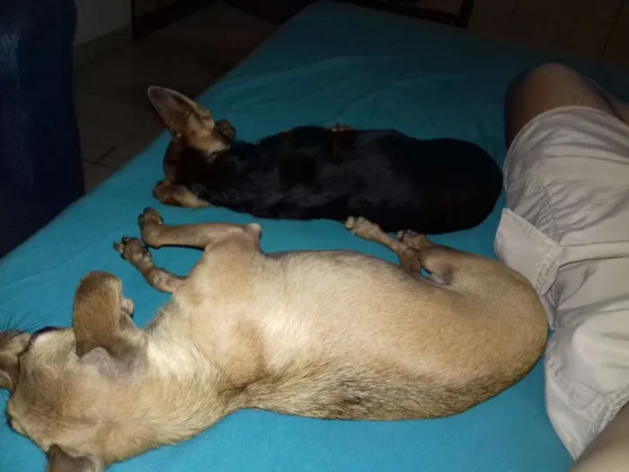 Gato ra a Vira Lata idade 2 a 6 meses nome Estopinha