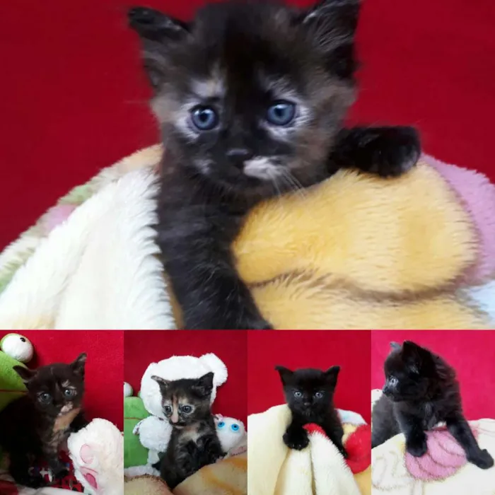 Gato ra a Gato idade Abaixo de 2 meses nome Jade, tigresa, Lion.